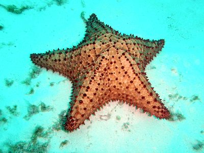 Star fish in Carlisle Bay Star fish in Carlisle Bay