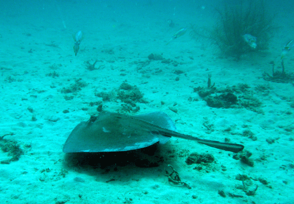 Carlisle Bay Marine Park Southern Sting ray and Reef squid Southern Sting ray and Reef squid