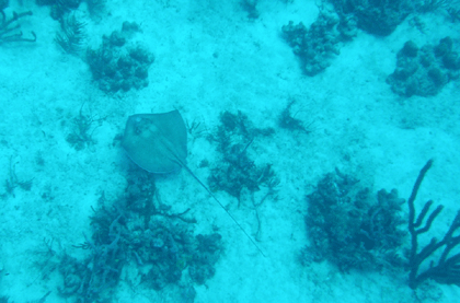 Southern Sting Ray between reefs