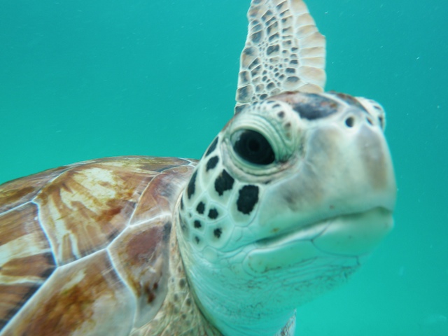 Green Sea Turtle on a Turtle and Shipwreck snorkel excursion. Yes he was that close! Taken by Ajhanii Miller