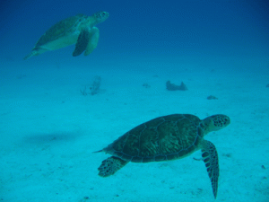 Green turtles