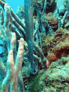 Trumpetfish 