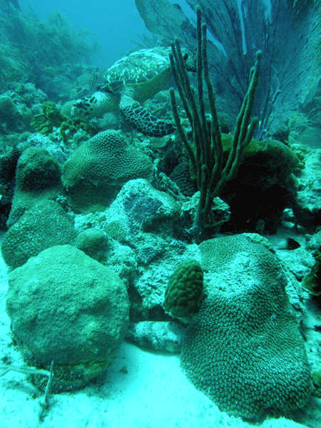 juvenile Hawksbill Turtle and can you spot the puffer fish??
