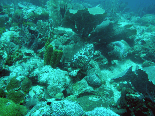 juvenile Hawksbill turtle enjoying some lunch