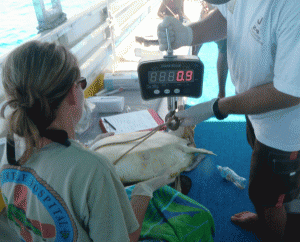 weighing a juvenile Green Sea Turtle weighing a juvenile Green Sea Turtle